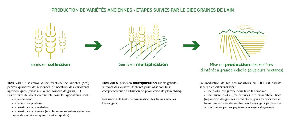 giee-graines-de-l-ain-etapes-de-selection