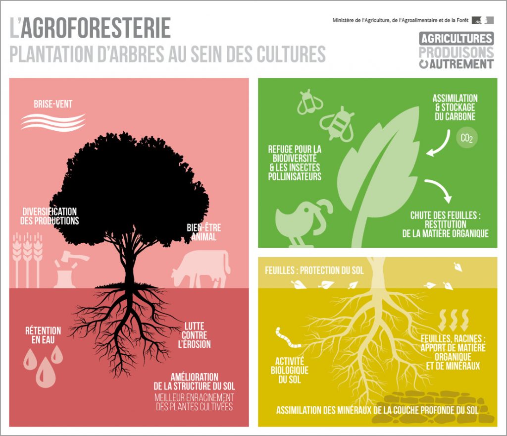 agroforesterie-schema-de-fonctionnement-avantages