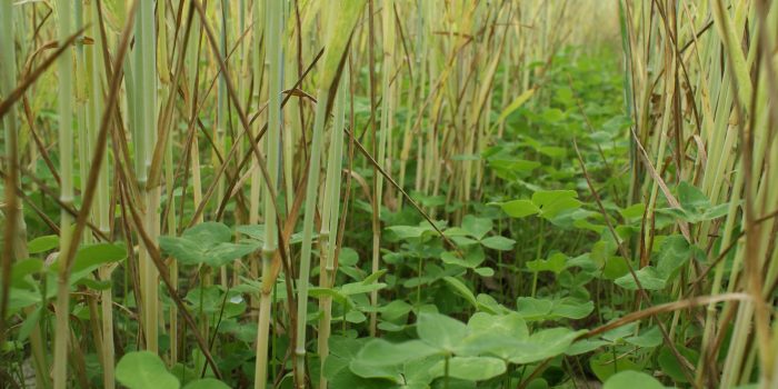 Couvert-vegetal-cda