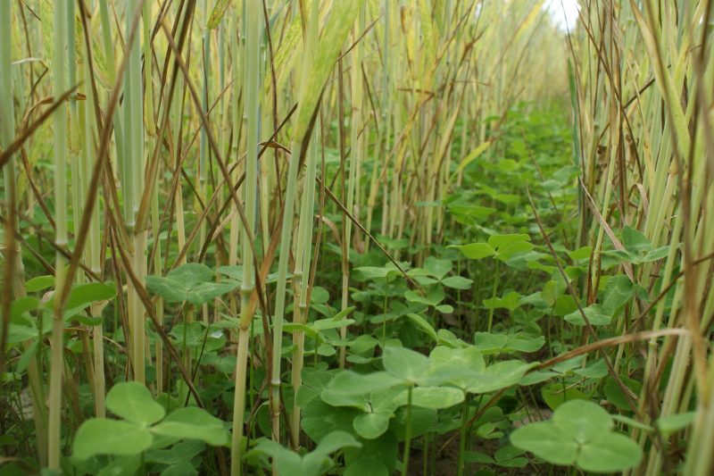 Couvert-vegetal-cda