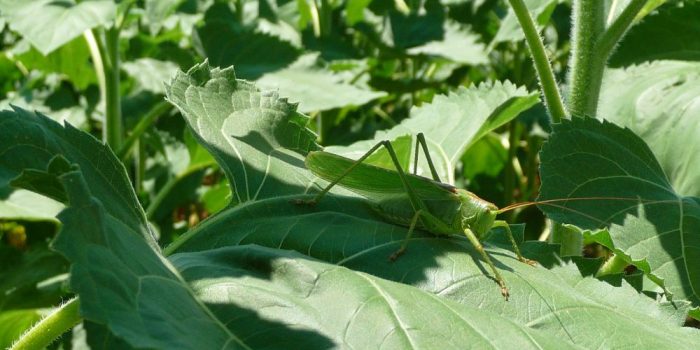 Agroecologie-biodiversite-cda-production-vegetale