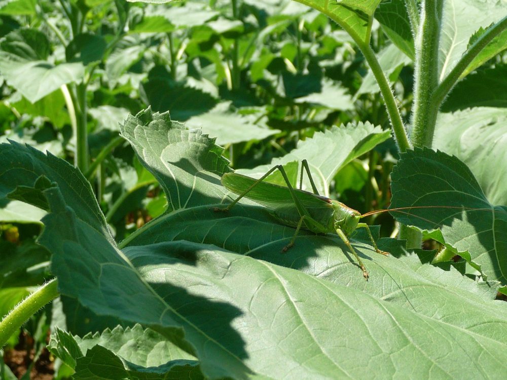 La Transition Agroécologique, Une Solution Pérenne ?