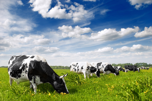 Agriculture-et-elevage-formation-agroecologie