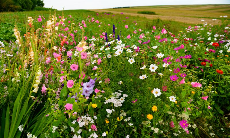 agro-ecologie-cda-biodiversite