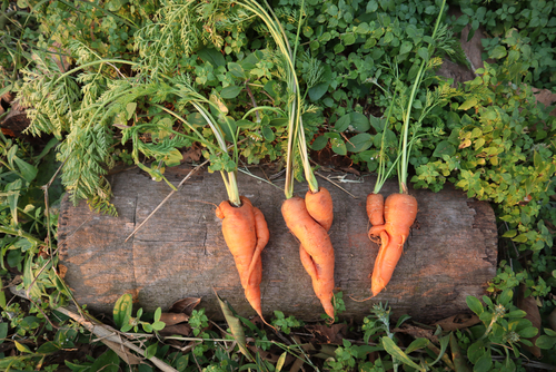agroecologie-definition-permaculture