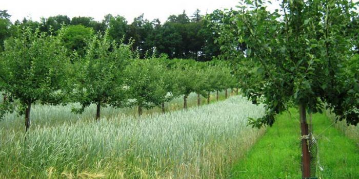 Agroforesterie-agroecologie-cda