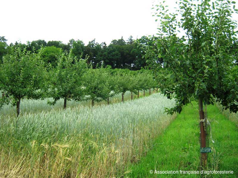 Agroforesterie-agroecologie-cda