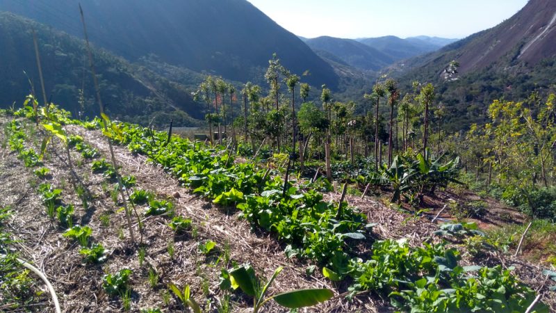 agroforesterie-conservation-des-sols-cda