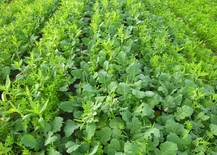 Agronomes