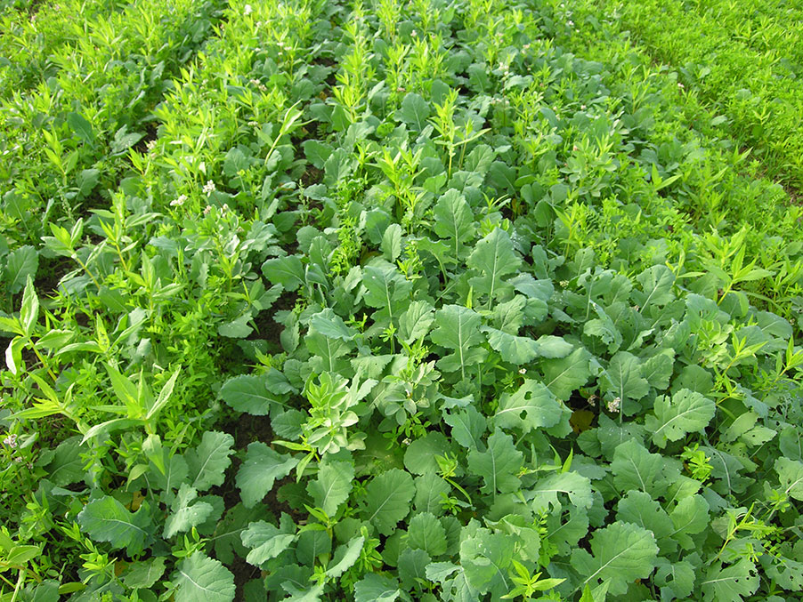 Agronomes