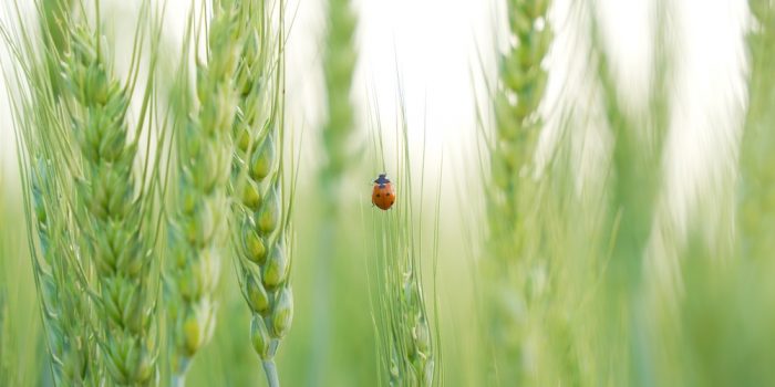 Biodiversite-agriculture-sur-sol-vivant