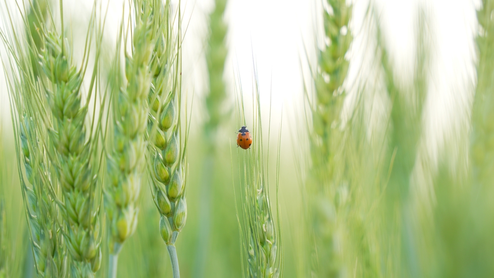 Biodiversite-agriculture-sur-sol-vivant