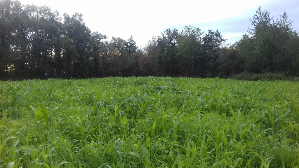 Exploitation en agriculture de conservation des sols - Rhône
