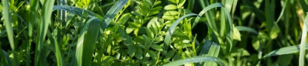cda-couvert-vegetal