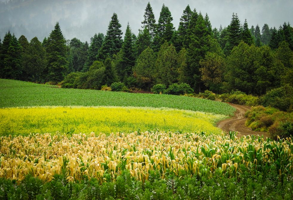 cultures-multiple-agriculture