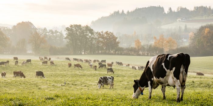 Elevage-en-agroecologie-cda