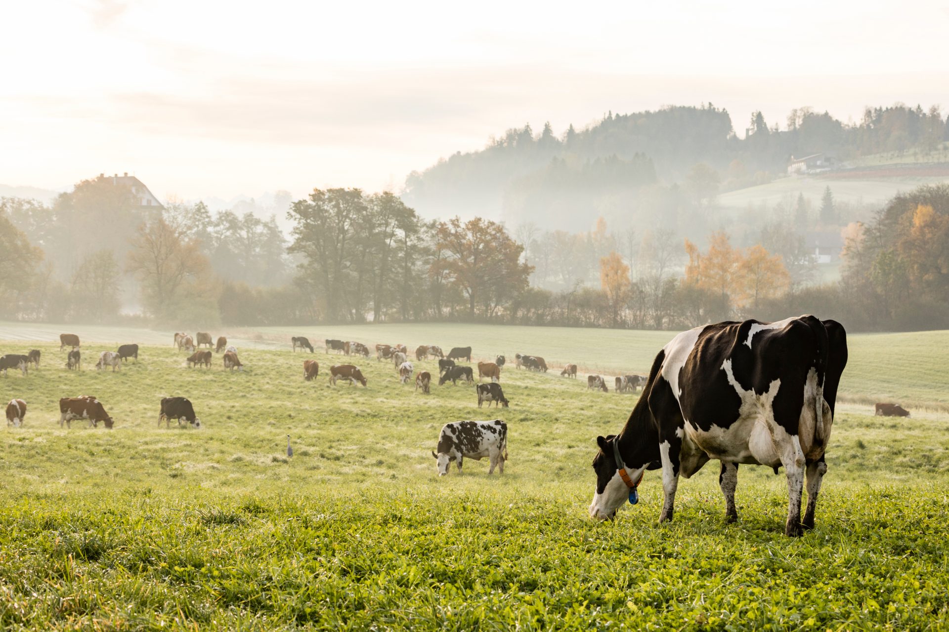 Elevage-en-agroecologie-cda