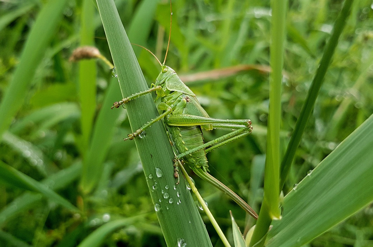 insecte-ravageur-sauterelles