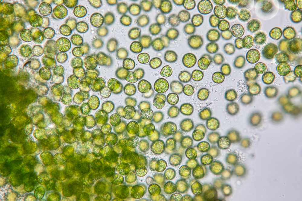 phytoplancton-bioindicateur-biosurveillance