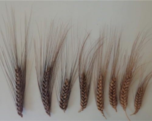 Poulard-delli-alpi-bles-anciens-cda-graines-de-l-ain
