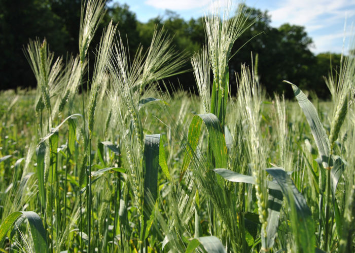 Agronomes