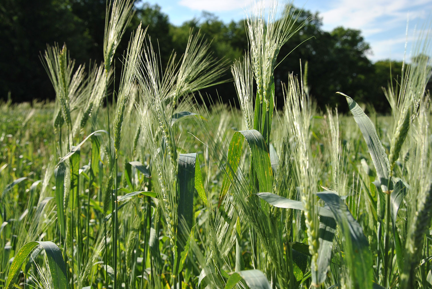 agronomes