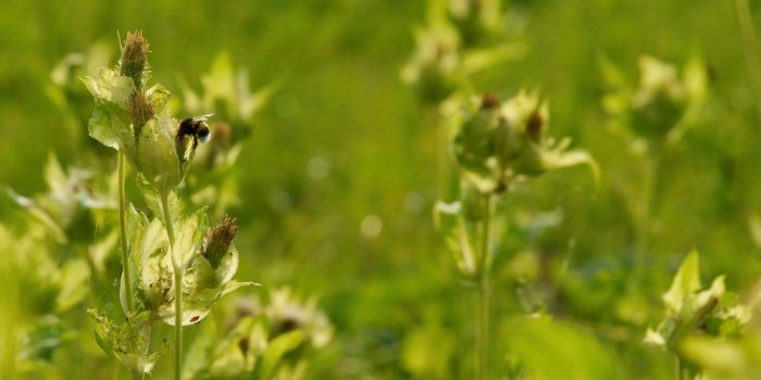 Prairie-sauvage-bioindicateurs-agroecologie-cda