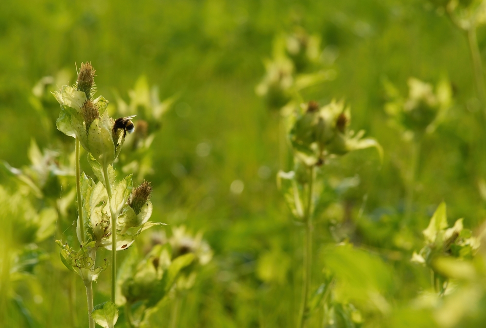 Prairie-sauvage-bioindicateurs-agroecologie-cda