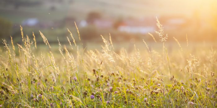 Prairies-permanentes-agroecologie-cda