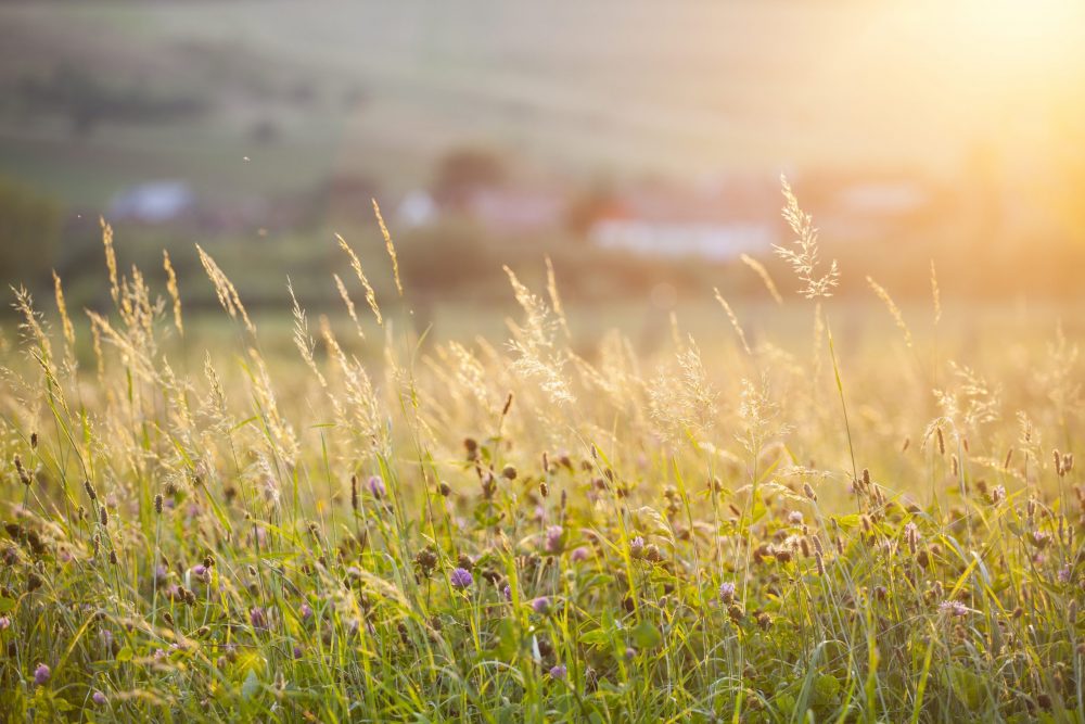 Prairies-permanentes-agroecologie-cda