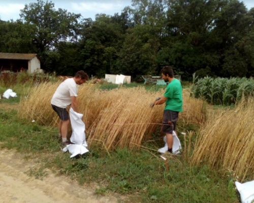 Graines-de-l-ain-bles-agroecologie-cda
