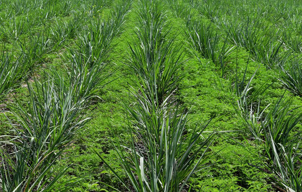 resilience-transition-agricole