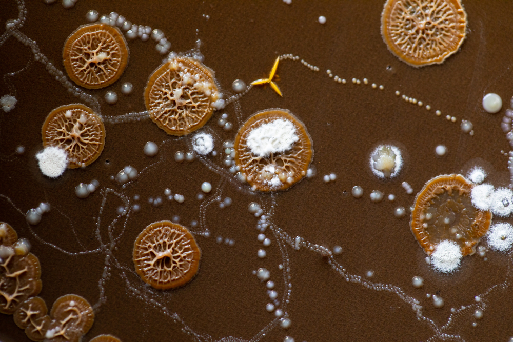 microbiologie-agronomie-cda