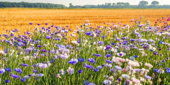 Agro-ecologie