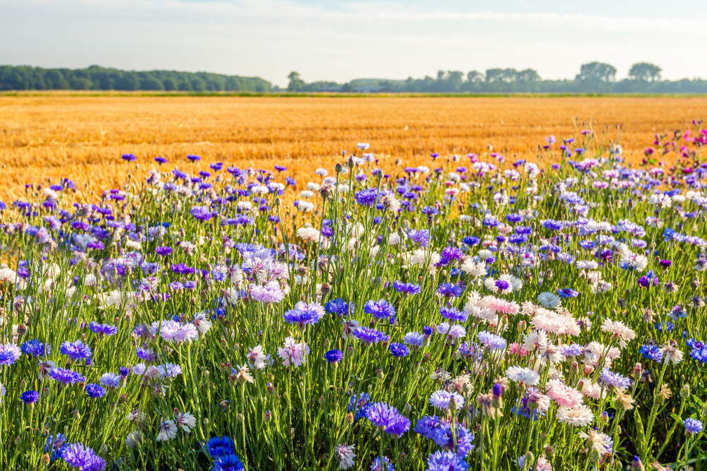 Agro-ecologie