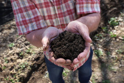 Broyat-compost-maraichage-sol-vivant
