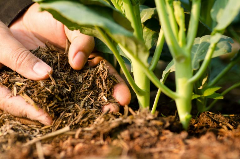 Agroecology