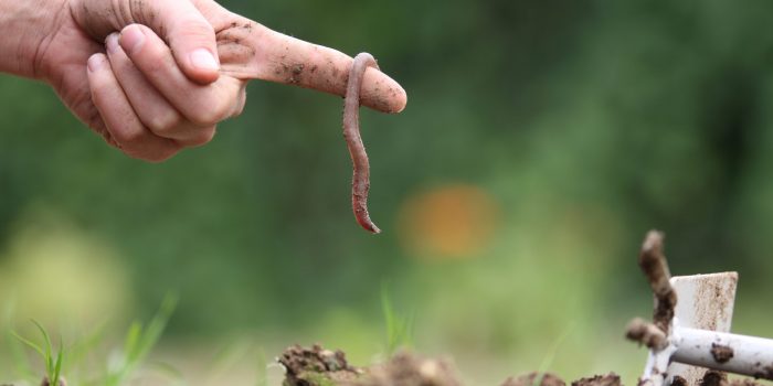 Ver-de-terre-agroecologie