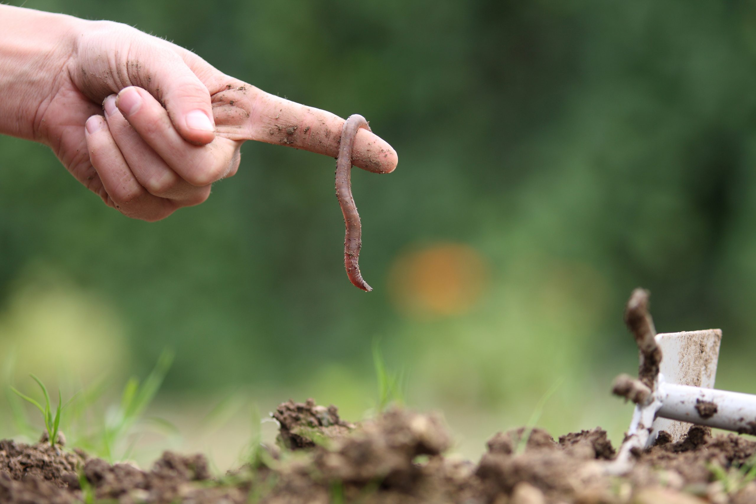 Ver-de-terre-agroecologie
