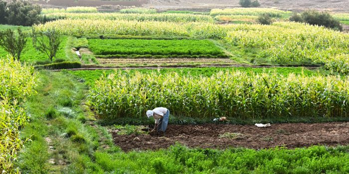 Agroecology