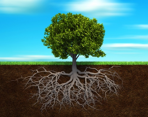 symbiose-arbre-sol-vivant-agroecologie