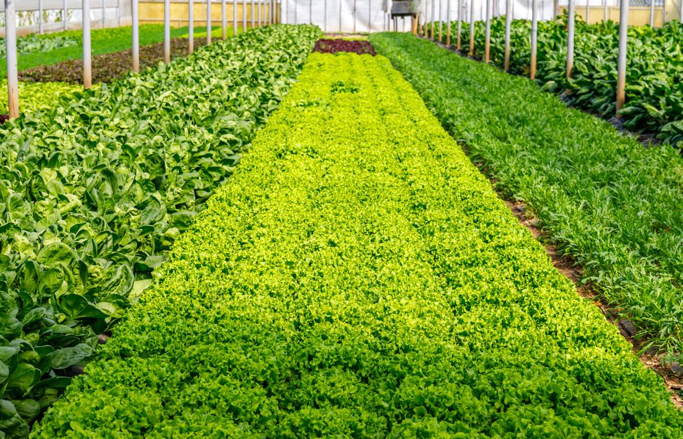 systeme-polyculture-elevage-cda